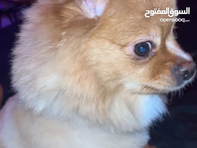 جلب بومرينيان للبيع نثيه عمرها سنه وأربع اشهر مع جميع اغراضها ما تحتاج شي