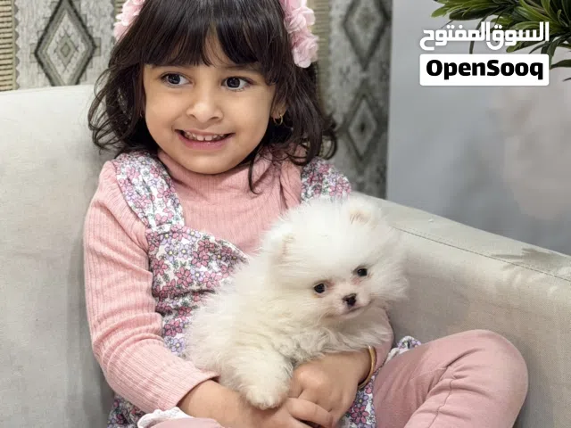 سكاي - بومرينيان سوبر ميني