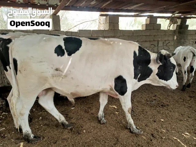 عجول ارخاص المكان البصرة