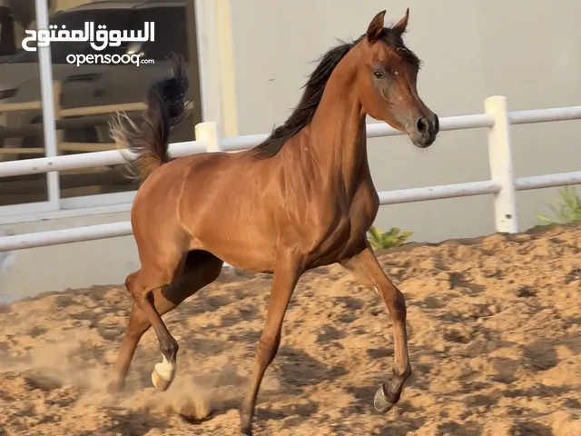 Horse for sale