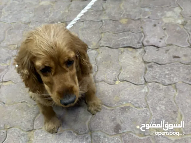 if interested call me zero five five seven zero two three four seven zero