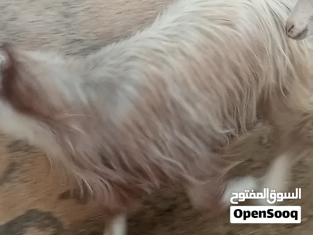 ماشاء الله تبارك الرحمن صغيرها
