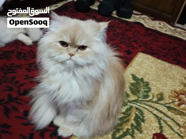 قطة شرازى نتايه