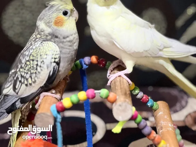 جوز كوكتيل بصلاة على النبي فل جانبو اليفات جدأ للبيع للبيع