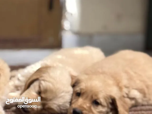 Golden retriever