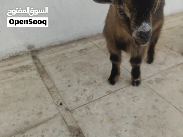 للبيع تيس قزم لعوبب