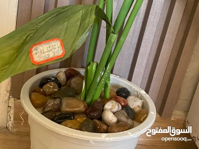 اشجار زينه جميله وبسعر احلا وحرق