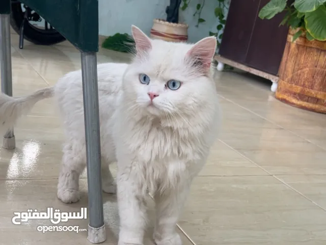 قطه للبيع بسعر مميز