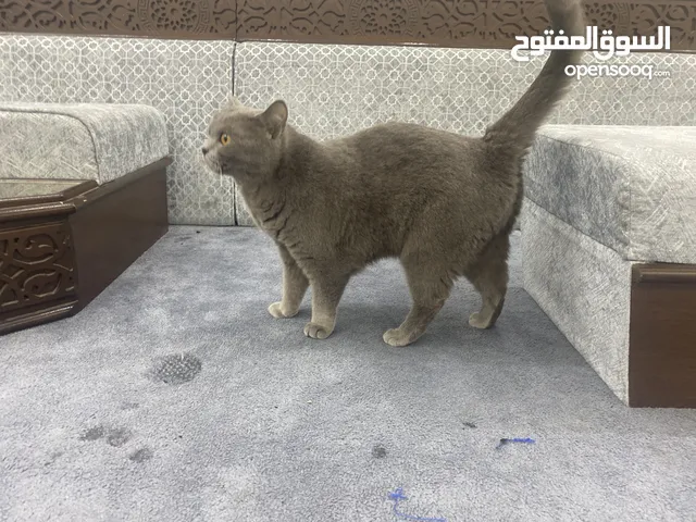 Two British short hair for sale vaccinated cannot have babies selling for 30 kd