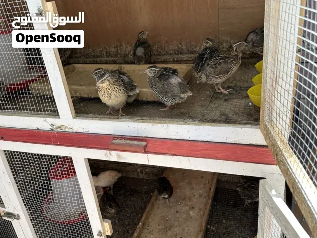 فري وبط للبيع او البدل