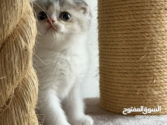 كيتن سكوتش فولد بيور