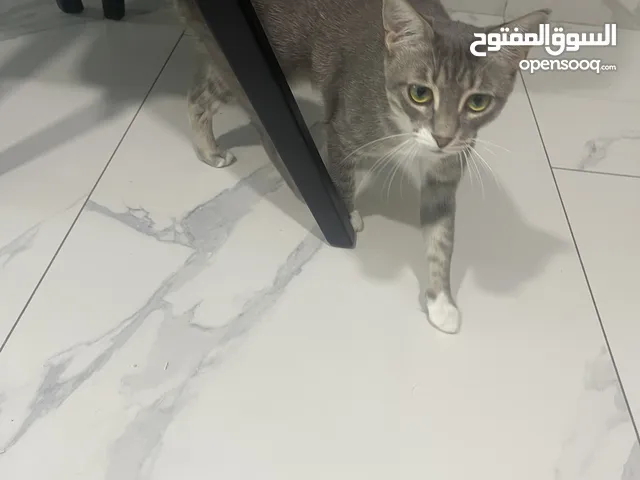 Female Gray Tabby Cat