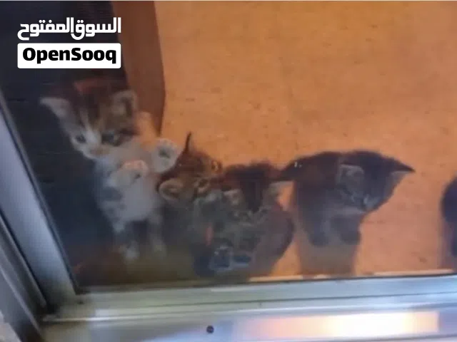 قطة لل تبني