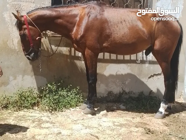 حصان العمر 7 سنوات كفاله ركوب وحراث عقل مصبر