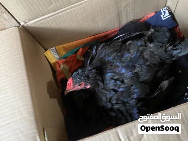دجاجة كافة جواها 21 بيضة كويتي ماكنتوش افرك اقرأ الوصف