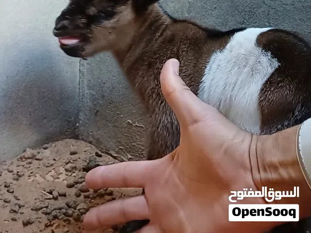 عنز نوع قزم