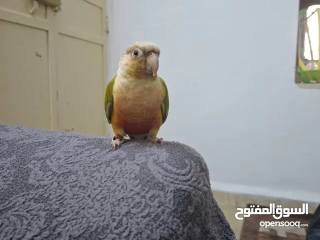 ببغاء كونيور طفرة بينابيل