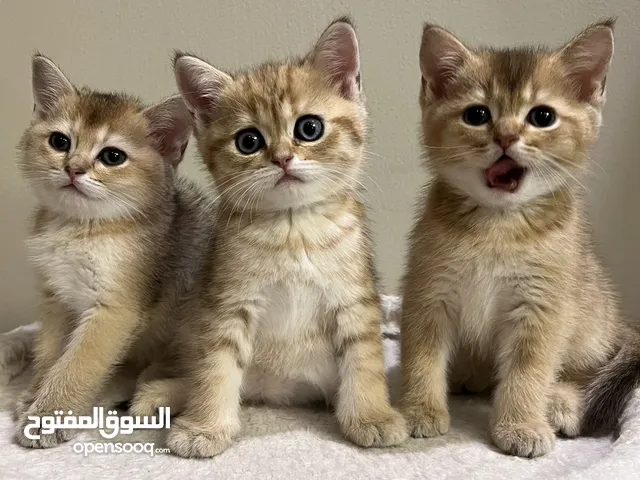 Golden Chinchilla Kittens!