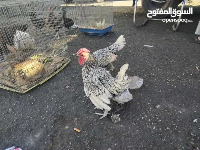 ديك وجاجه شبرايت للبيع الزرقاء حي شاكر