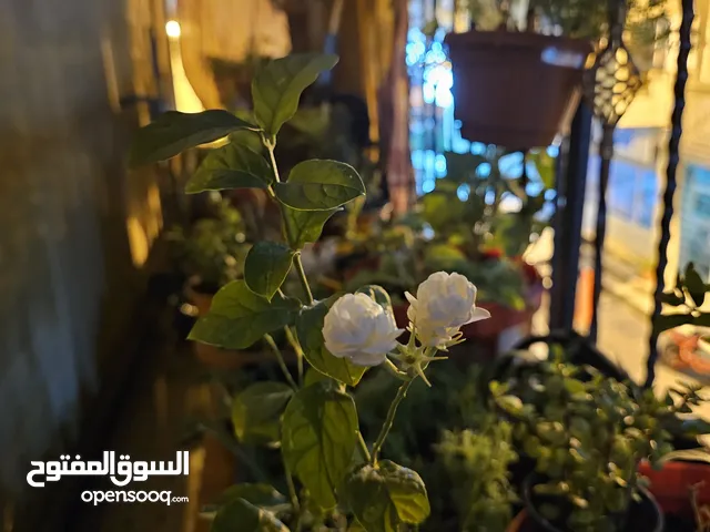 jasmine live plant for sale with flowers