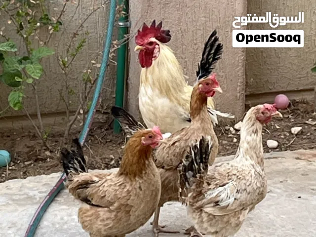 دجاج بلدي للبيع