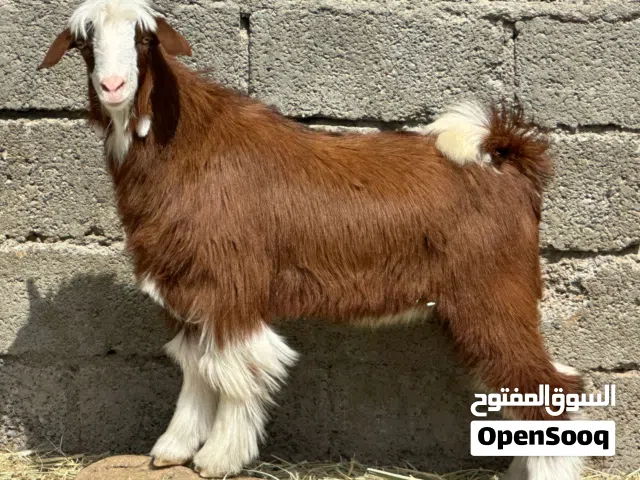 جدي 1 + كبشان 2 عمانيات أصل جباليات سمان حلال طيب للتربيه وللذبح جاهزات