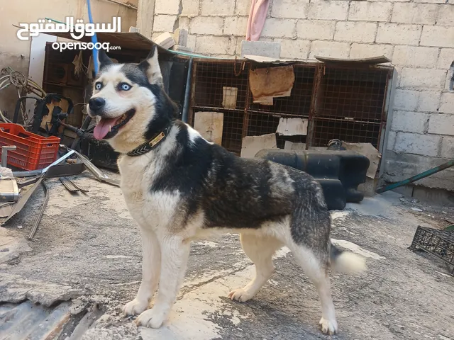 اناثي هاسكي في الزرقاء جنب مجمع الجديد جناعه