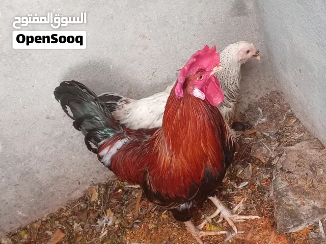 ديج ودجاجه الدجاجه بعدها مخلفه سعرهم 25