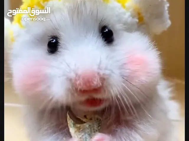 هامستر للبيع