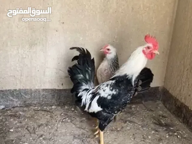 العمر 5 ونصالسعر الاثنين ب 35 إذا مفرد ب 20الثاني الأبيض شوكيه جاهزات ويصعدن الاصمعي الجديد 07721237