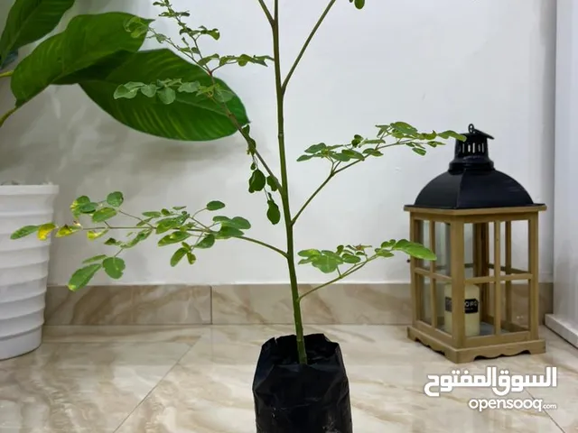 شتول مورنقا