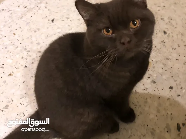 للبيع : كيتن بيور سكوتش ستريت ،