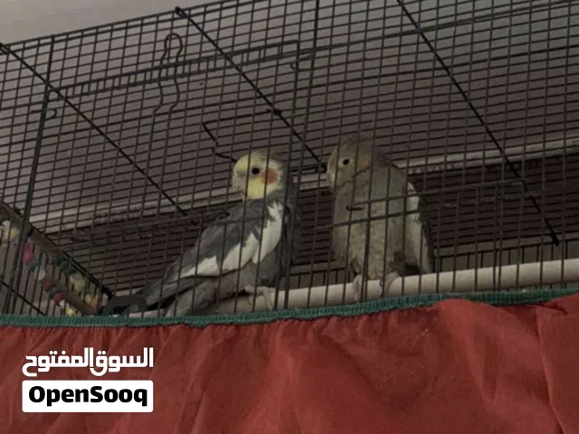 زوج كوكتيلات العمر سنه نص الالفه