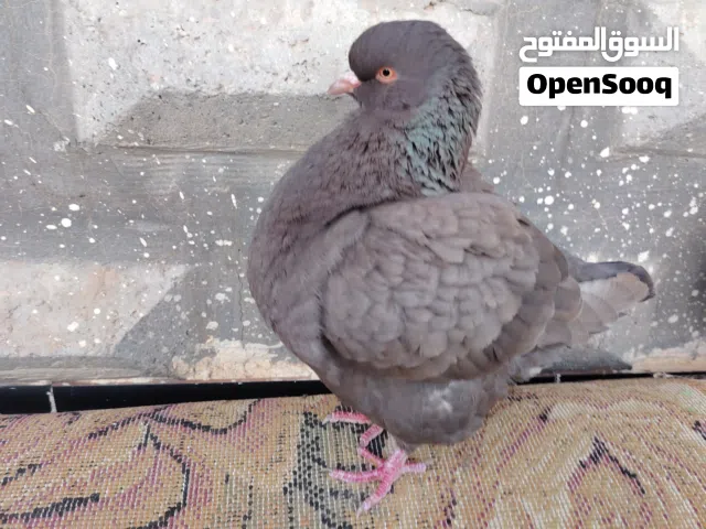 كوبيت حمام كينك