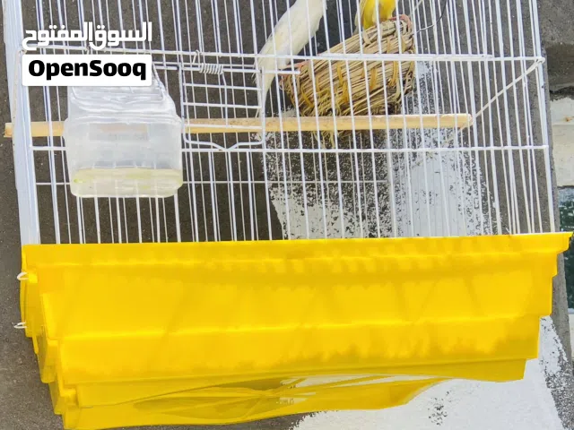 كناري ذكر ابيض ونثيه صفره مطاريد