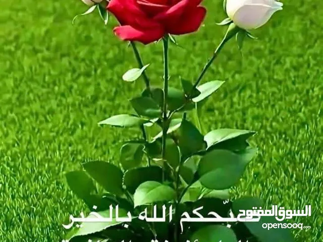 ابواب حديد مستعمل عدد 2