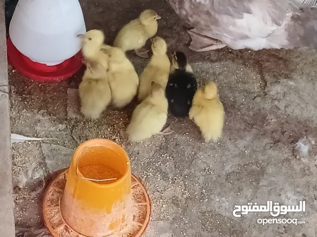 بط بلدي  مصري عمر 2يوم وعمر 20 يوم وعمر شهرين