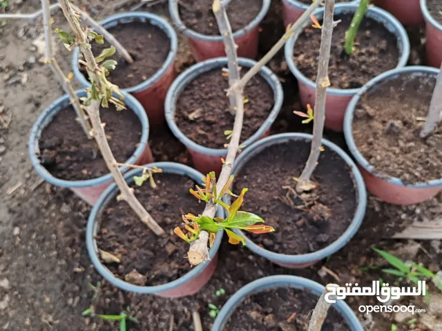 شتلات رمان سكري وحامض وايضا صفرجل عماني وبو رقاب