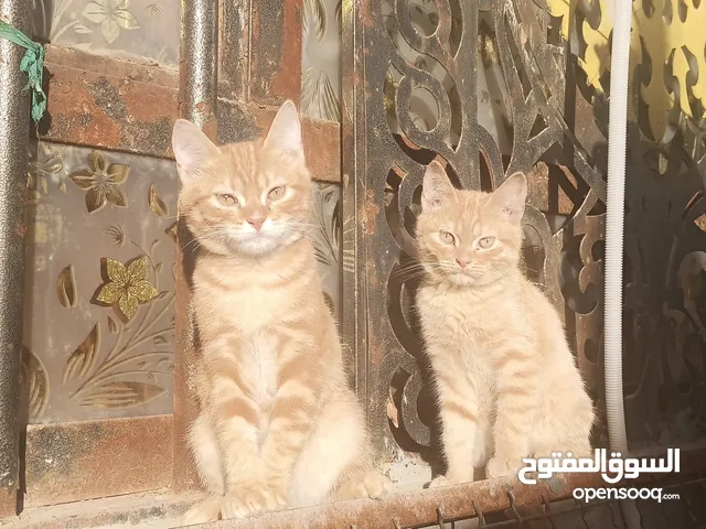 قطتين شيرازي بعمر 10 اشهر