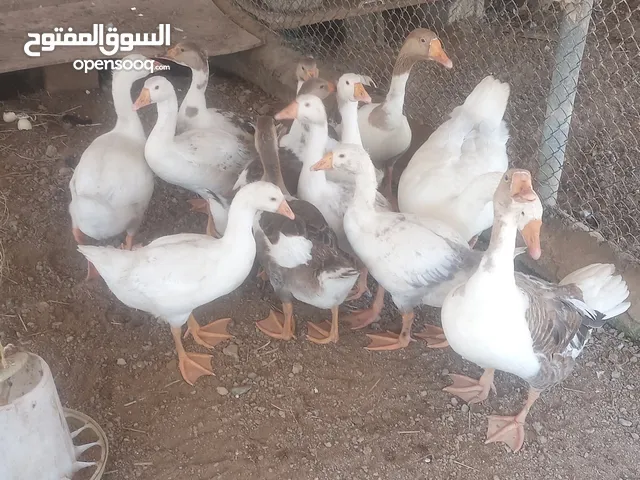 وز عراقي انتاج طبيعي