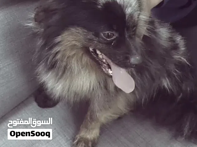 كلب بومرينيان بصحه جيدا مطعم وصحته منتازه و عين زرقه وعين عسليه مطلوب 4000وقابل للتفاوض رقم التواصل