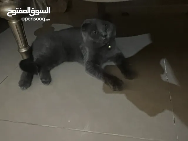 قط سكوتش تربل فولد انثى للبيع