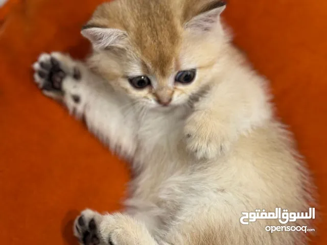 قطط للبيع عمره شهرين نوعين مختلفين سعر كل واحد واحد 130