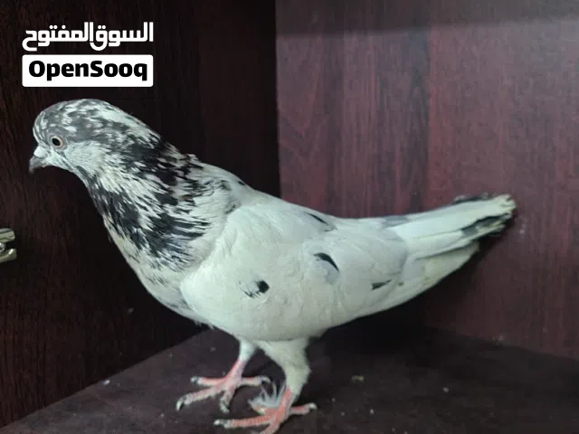 للبيع حمام قلاب الوان واشكال مختلفة ، واسعار مناسبة.