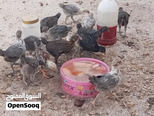 فرخات بلدي عمر شهرين ونص جاوا اقرا النص 2