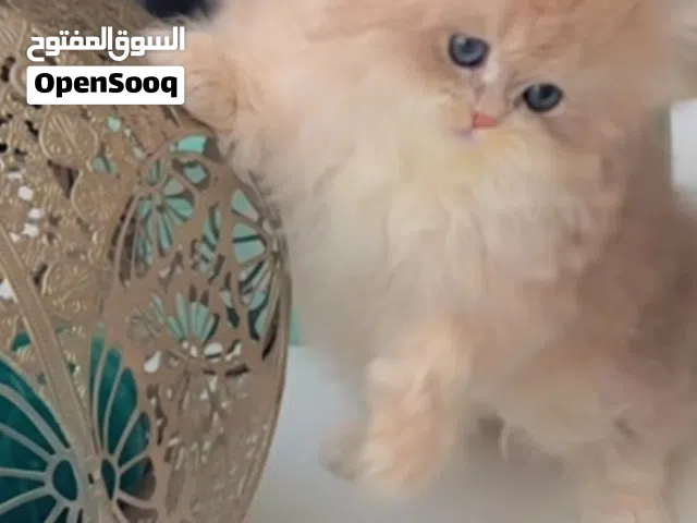 Pure British Golden Ny12 Kitten Fully vaccinated Registered in WCF