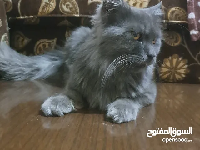 متاح ذكور بأعمار مخلفه