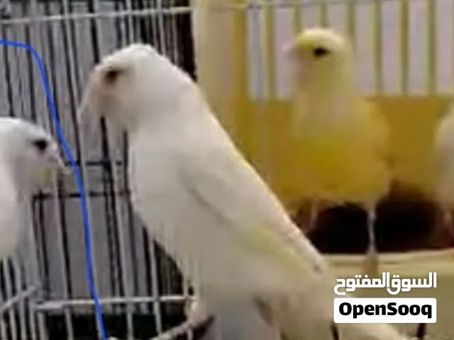 انتيات واتيات طيبات افصلها اتلف طول 110وفي طرف 130الي يبي الطير النظيف المكان مشروع الهضبه بالقرب من