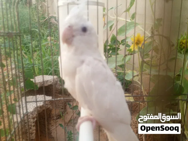 انثـايه كوكتيل البيـنو عين حـمرا