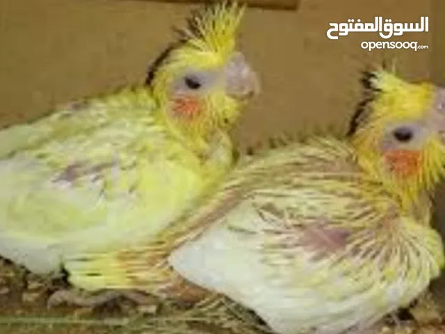 مطلوب فرخ كوكتيل أو درة أو روز داخل العقبة بسعر طري